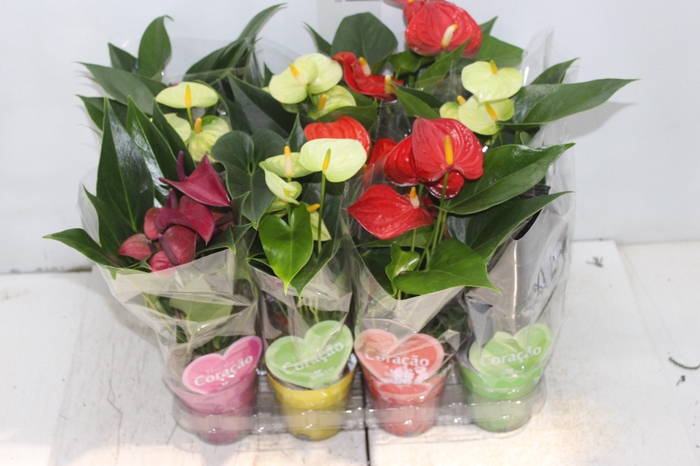 <h4>ANTHURIUM VARIADO P09</h4>
