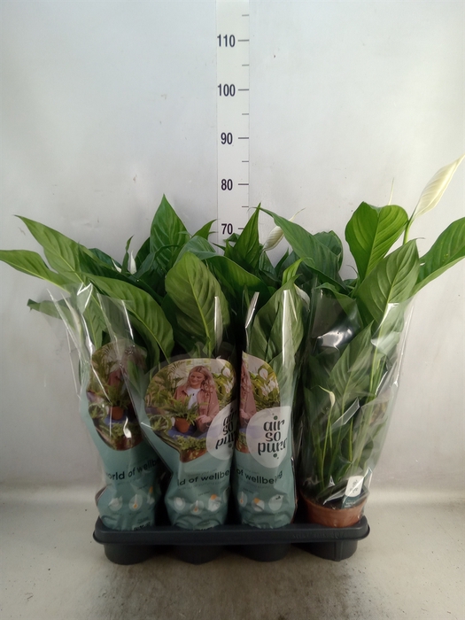 <h4>Spathiphyllum  'Sweet Silvio'</h4>