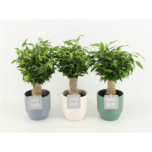 <h4>Ficus Benjamina Natasja in Exspression keramiek</h4>