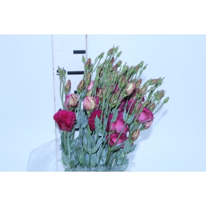 LISIANTHUS NIGHTINGALE VERMELHA 060 CM