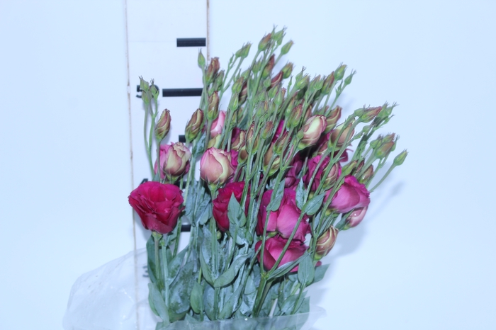 LISIANTHUS NIGHTINGALE VERMELHA 060 CM
