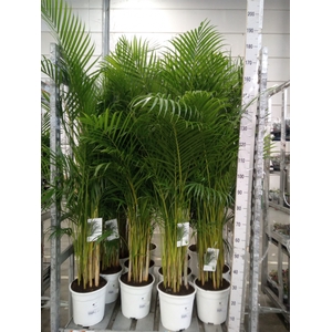 Dypsis lutescens   ...Chrysalidoca