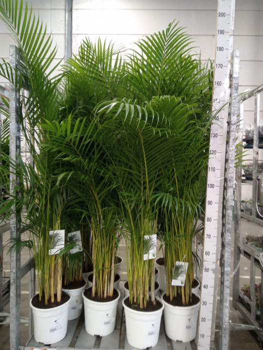 <h4>Dypsis lutescens   ...Chrysalidoca</h4>