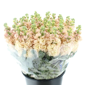 Matth Incana Iron Apricot Extra