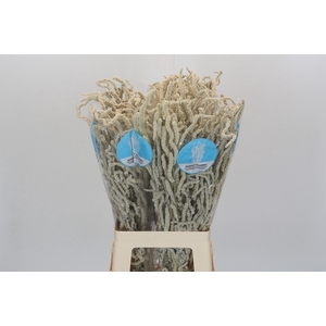 Amaranthus Yearming Desert Cohen