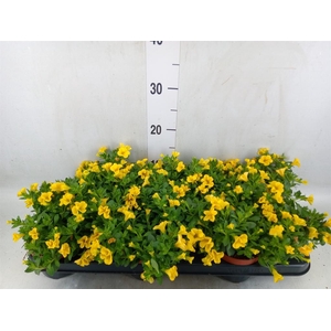 Calibrachoa  'Minifam Yellow'