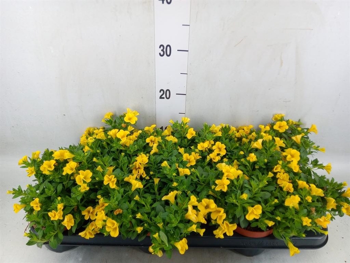 <h4>Calibrachoa  'Minifam Yellow'</h4>