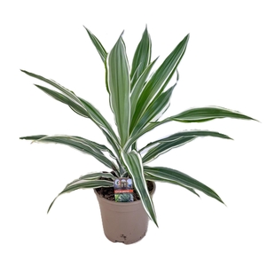Dracaena deremensis white stripe kopstek