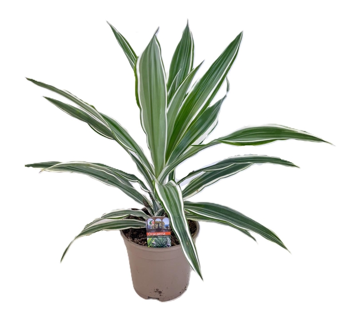 <h4>Dracaena deremensis white stripe kopstek</h4>