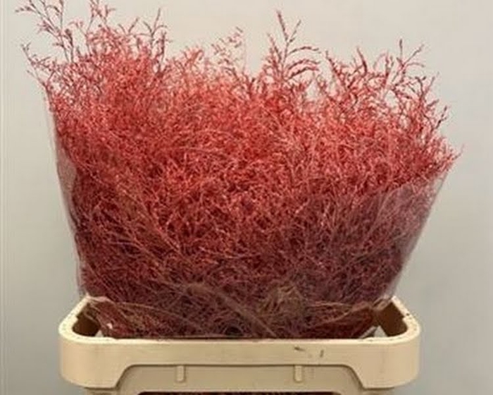 <h4>Limonium Beltlaard Klb Coral</h4>