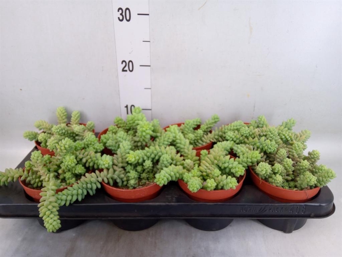 <h4>Sedum burrito</h4>