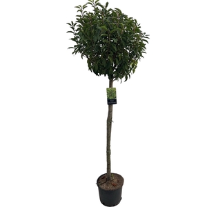 Prunus lusitanica 'Angustifolia' Stam 120 cm