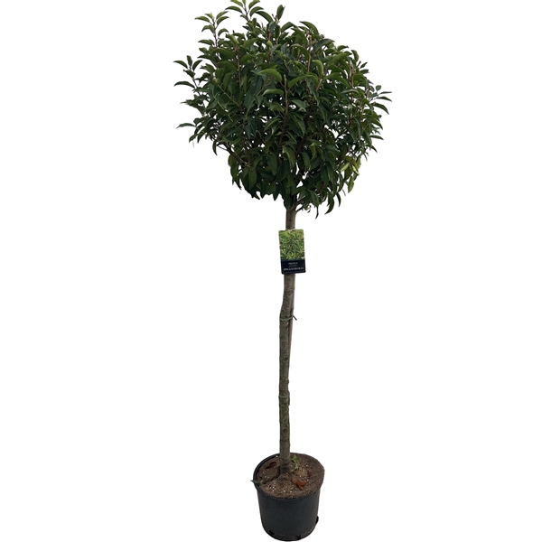 <h4>Prunus lusitanica 'Angustifolia' Stam 120 cm</h4>