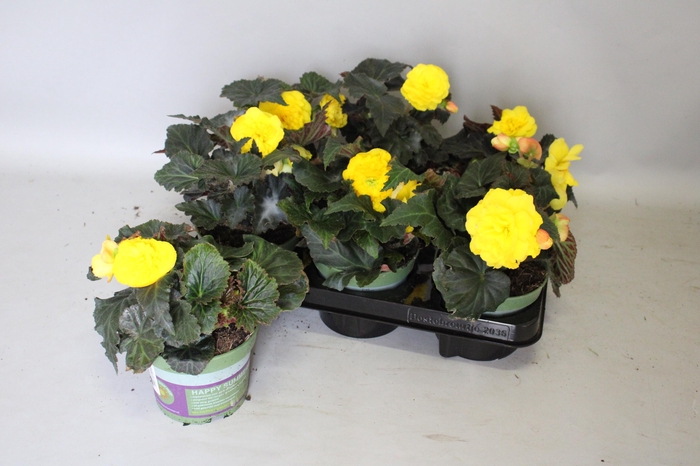 <h4>Begonia tub. Yellow</h4>