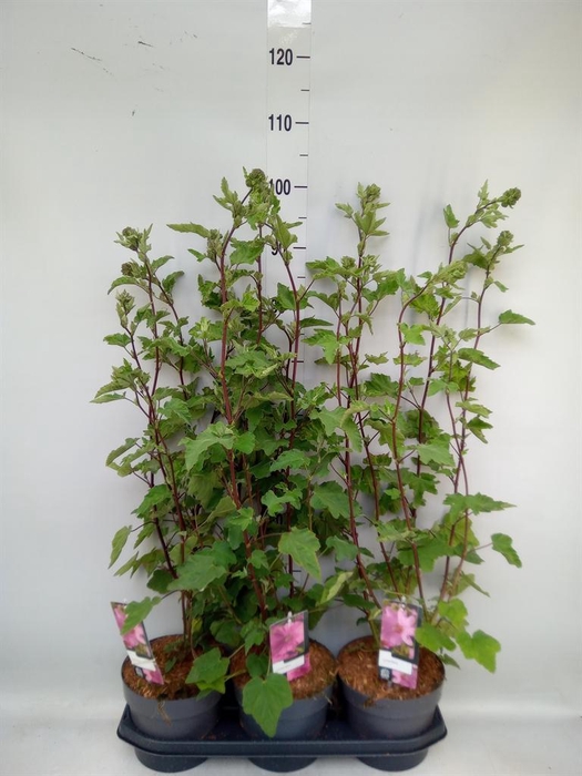 <h4>Lavatera   ...</h4>