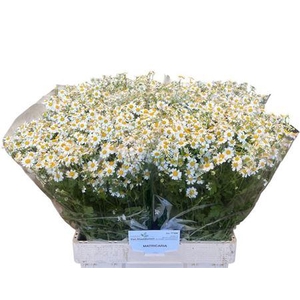 Tana Pa Cameron