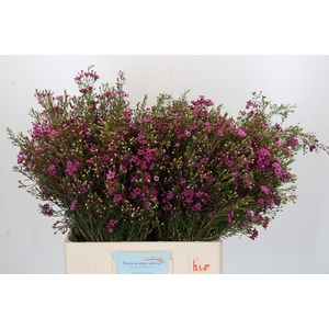 Chamelaucium Rotem