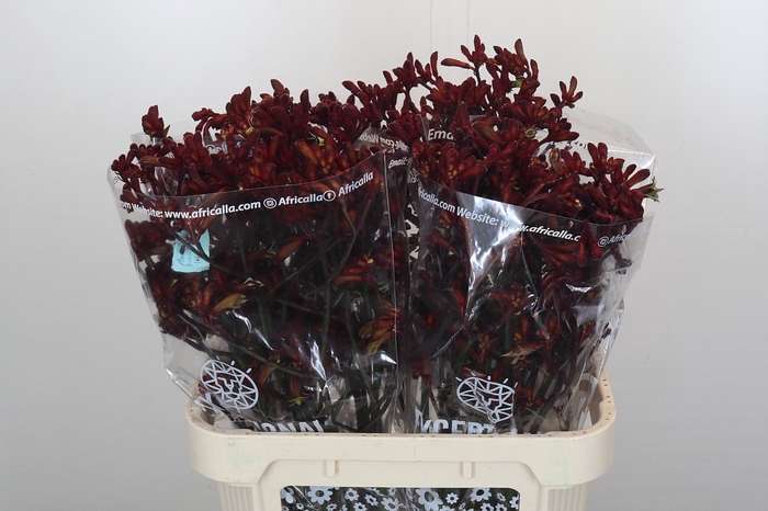 <h4>Anigozanthos Early Spring Indoor</h4>