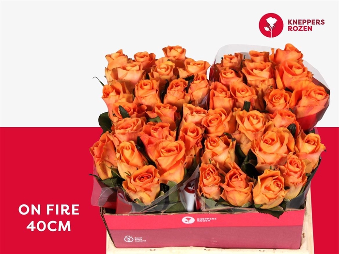 <h4>Rosa a grande fleur On Fire</h4>