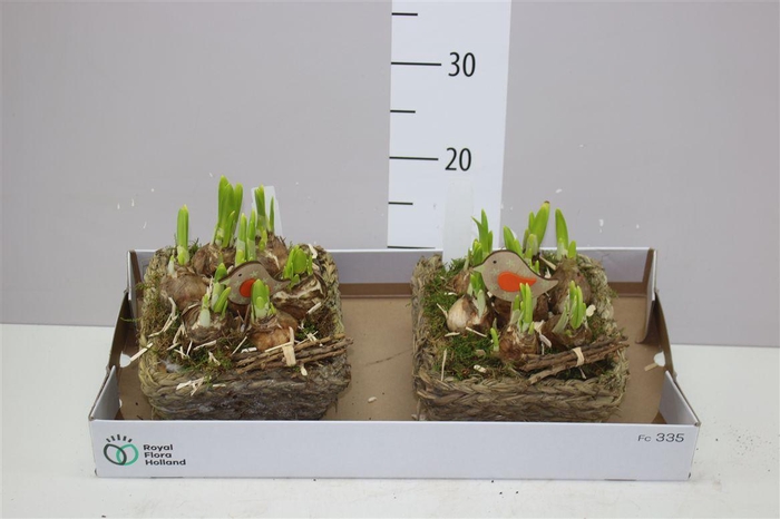 <h4>Arr Narcissus In Wilgenmand</h4>