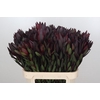 Leucadendron Saf Sunset Dark R.