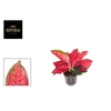 Aglaonema Cherry Baby