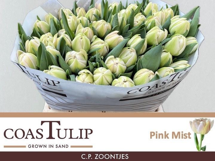 <h4>TU DU PINK MIST</h4>