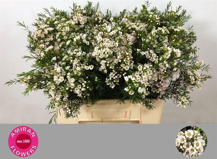 <h4>CHAME UN EVE</h4>