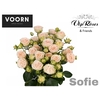 R TR SOFIE