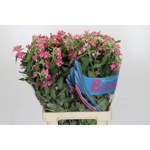 Oxypetalum Bridal Diana