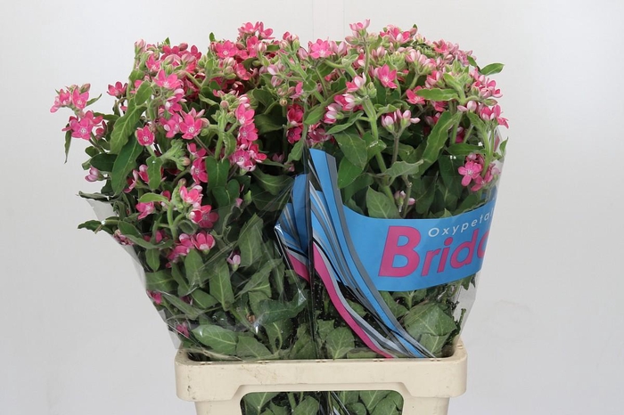 Oxypetalum Bridal Diana