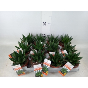 Gasteria