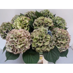 HYDR M ROY PALACE CL