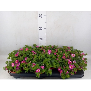 Calibrachoa  'Minifam Rave Pink'