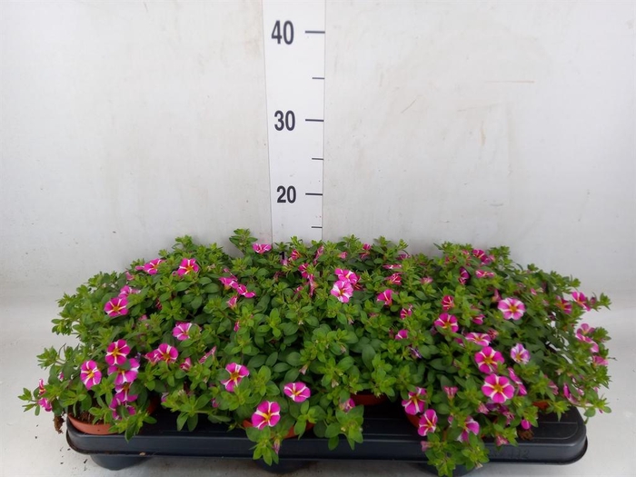<h4>Calibrachoa  'Minifam Rave Pink'</h4>