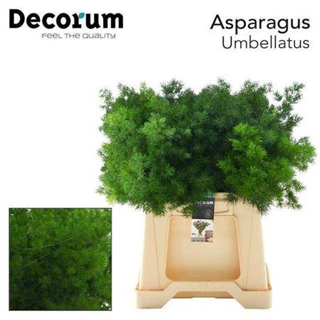 <h4>Asp Umbellatus</h4>