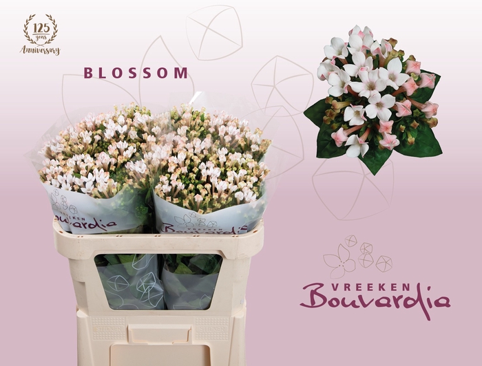 <h4>BOU EN BLOSSOM</h4>