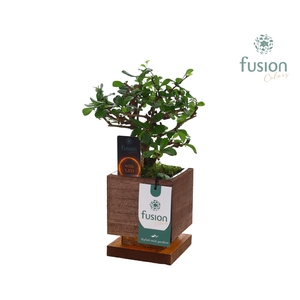 The Green Lighting Garden LED Small met Bonsai