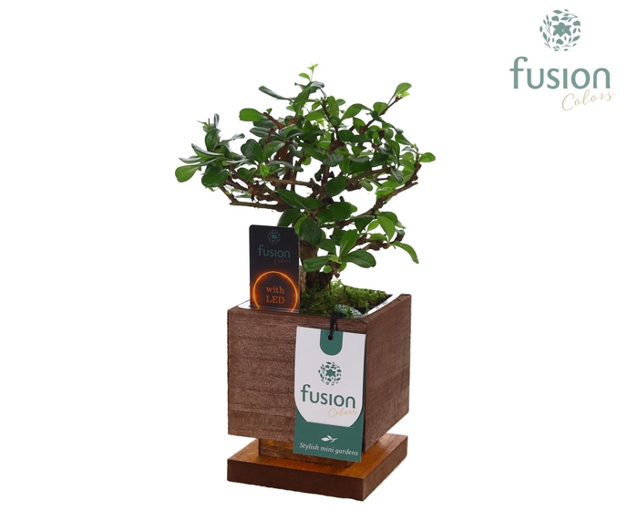 <h4>The Green Lighting Garden LED Small met Bonsai</h4>