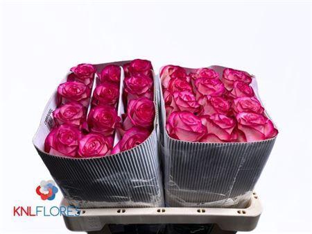 <h4>R Gr Carousel Ec</h4>