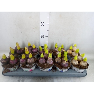 Hyacinthus orie.   ...mix 3