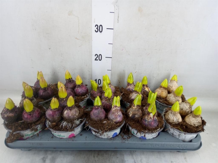 <h4>Hyacinthus orie.   ...mix 3</h4>