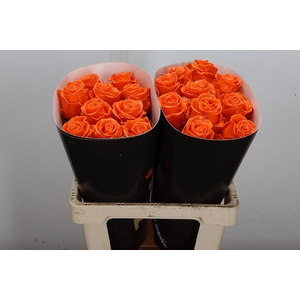 Wax-Rozen Wax Oranje w6