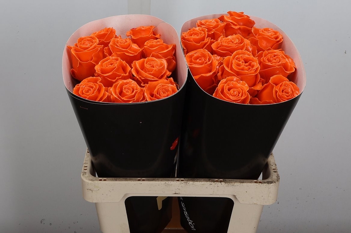 <h4>Wax-Rozen Wax Oranje w6</h4>