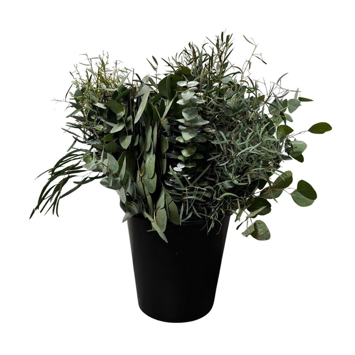 <h4>Euca Mix Short 150gr</h4>