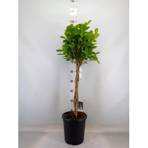Ficus microcarpa 'Moclame'