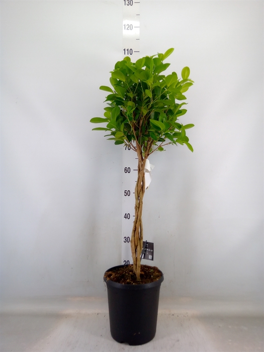 <h4>Ficus microcarpa 'Moclame'</h4>