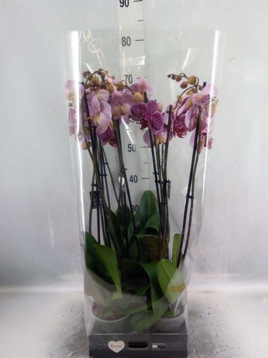 <h4>Phalaenopsis  'Jaguar'</h4>