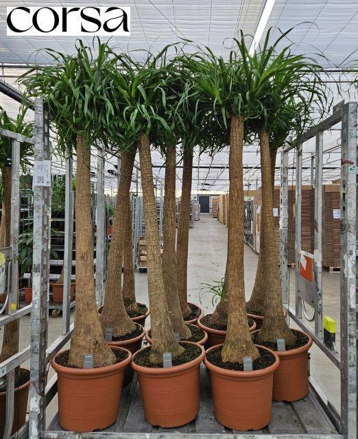 <h4>BEAUCARNEA RECUR</h4>