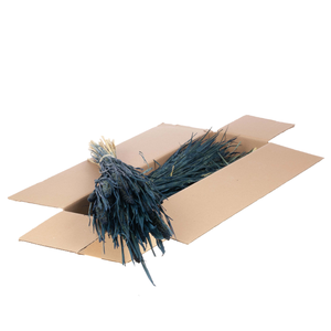 Setarea Italica Sb Dark Blue